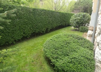 Kertfenntartás Buda