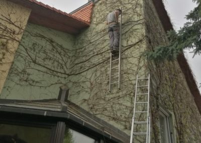 Futónövény karbantartása - Kertfenntartás Buda